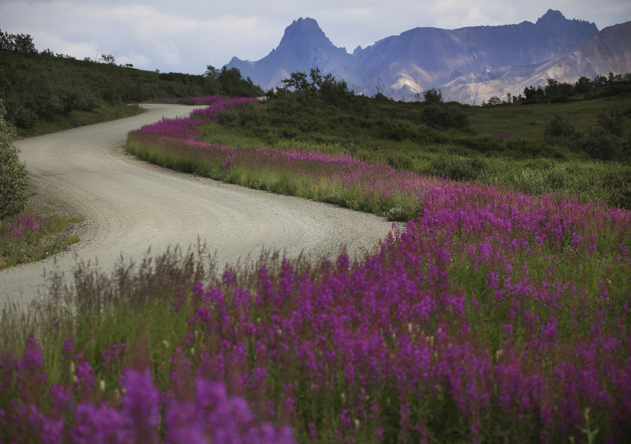Fireweed blooming along a Denali National Park road with mountain peaks in the distance